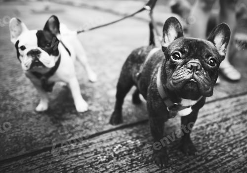 Preview: French Bulldog Animal Canine Dog Pedigree Concept