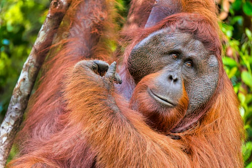Preview: Orangutan, Tanjung Puting National Park, Borneo, Indonesia