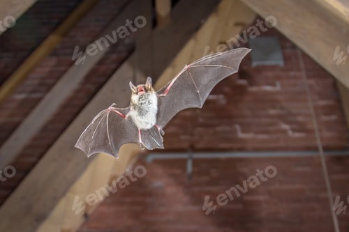 Preview: Natters bat flying inside building