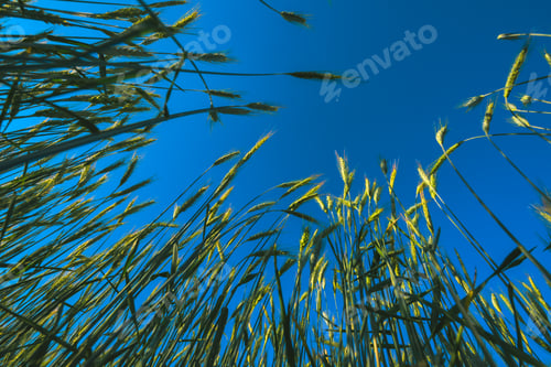 Preview: Low angle view of green barley field