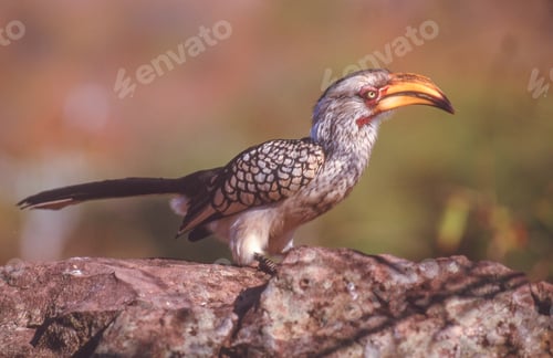Preview: Southern Yellow-Billed Hornbill