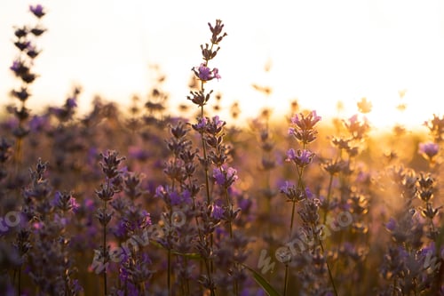 Preview: Lavender flowers at sunset in a soft focus, pastel colors and blur background.