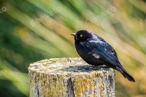 Preview: Male Brewer's blackbird