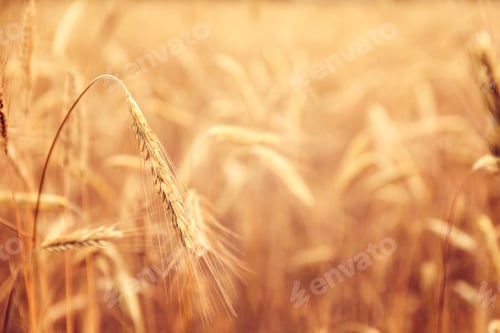 Preview: Wheat field