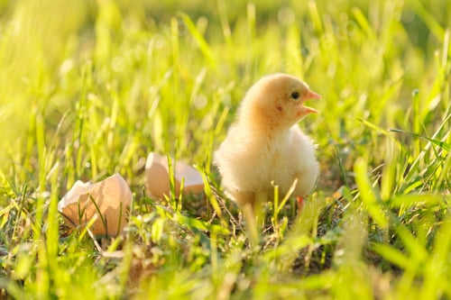 Preview: Newborn chicken with eggshell, green grass background in sunlight