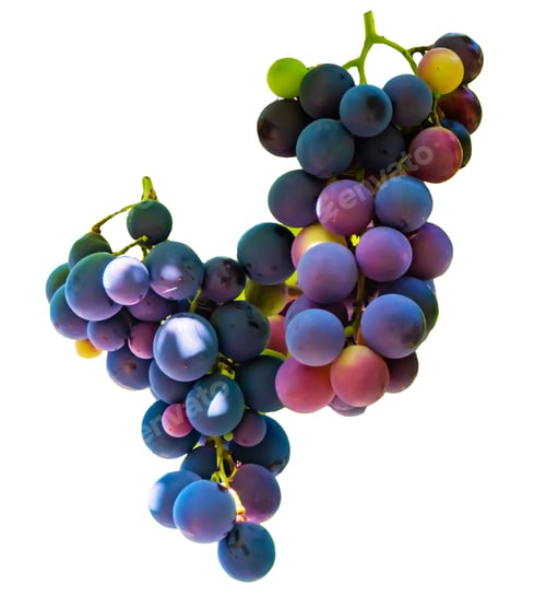 Preview: Multicolor wine grape. Copy space. Soft focus background