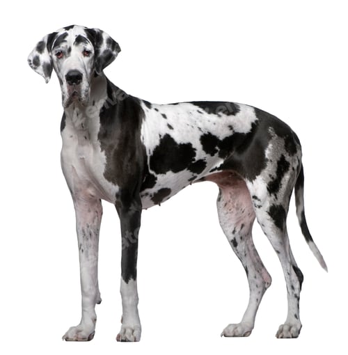 Preview: Great Dane, 5 Years old, standing in front of white background