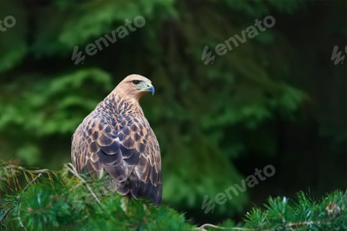 Preview: Eagle on branch
