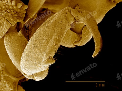 Preview: Front leg of Ambush bug SEM