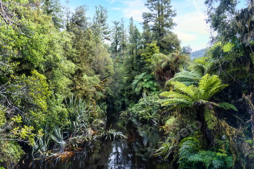 Preview: Old growth forest with green plant and river