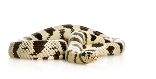 Preview: California Kingsnake - Lampropeltis getulus californiae