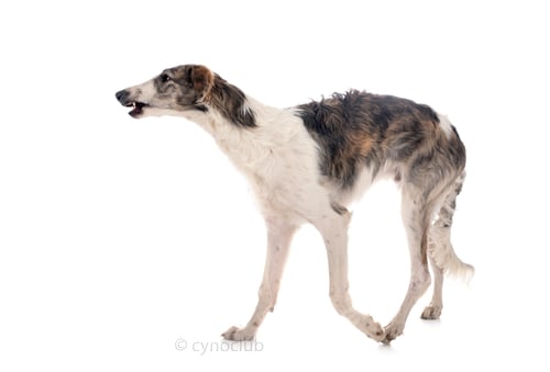 Preview: borzoi in studio