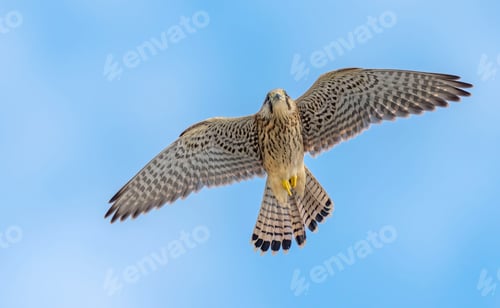 Preview: Common Kestrel (Falco Tinnunculus) in Flight Against the Sky.