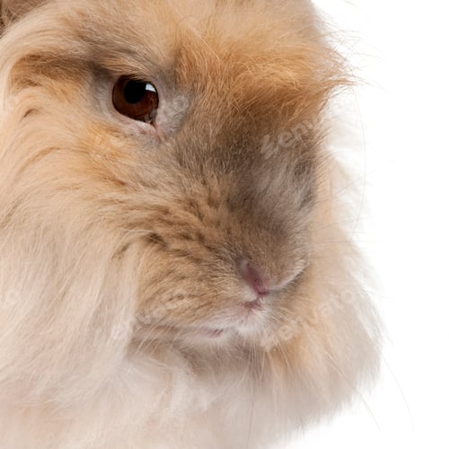 Preview: Close-up of English Angora rabbit in front of white background