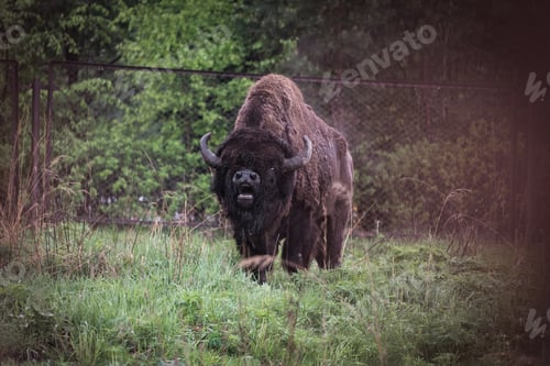 Preview: ↟ American Bison, buffalo, profile standing in tall grass prairie with light fog in background