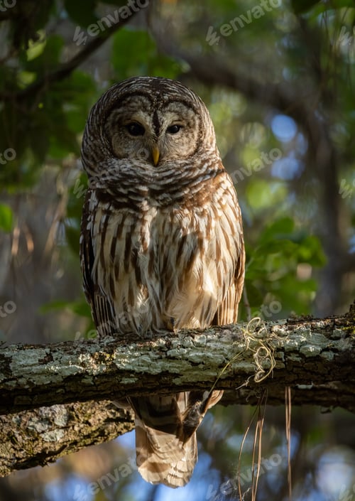 Preview: A Barred Owl in Florida