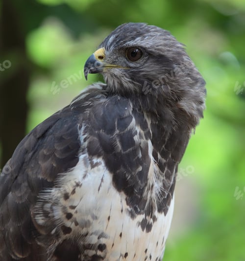 Preview: Close-up view of a majestic common buzzard (Buteo buteo)Close-u