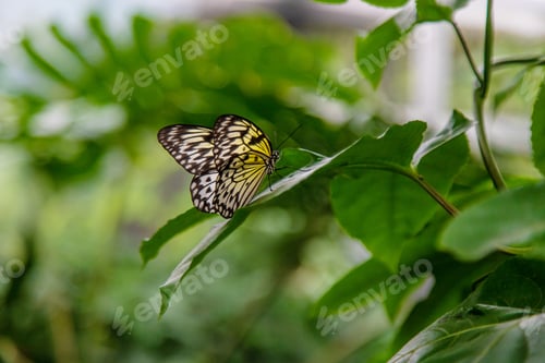 Preview: Beautiful butterfly in the garden. Selective focus.