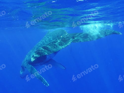 Preview: Humpback whale swimming in blue ocean water