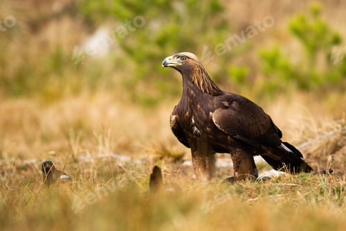 Preview: Alert golden eagle sitting on the ground on meadow with dry grass in spring