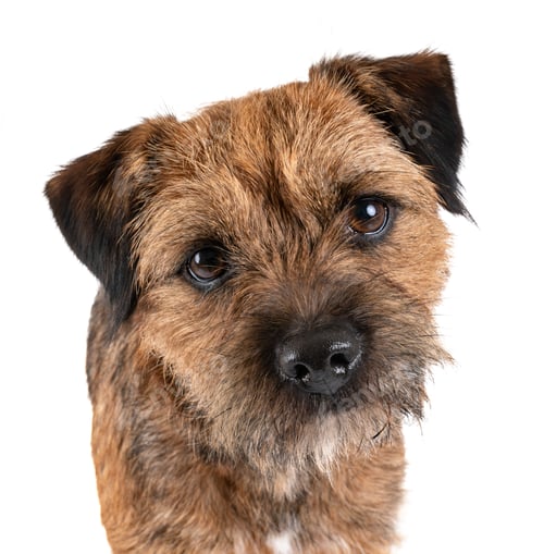 Preview: border terrier in studio
