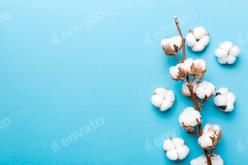 Preview: Autumn Floral composition. Dried white fluffy cotton flower branch top view