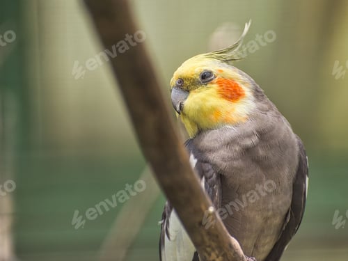 Preview: Closeup of a gray cockatiel. Nymphicus hollandicus.