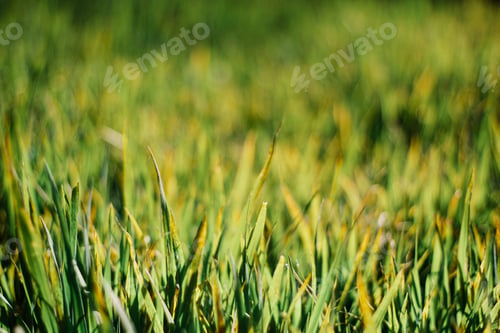 Preview: green grass background