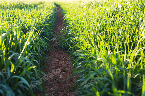 Preview: spring grass in sun light background