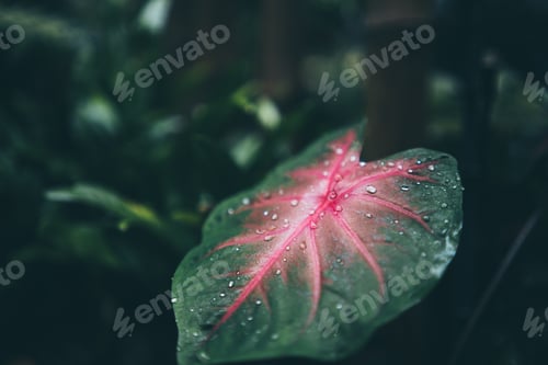 Preview: green leaf of tropical forest plant living in nature garden, exotic jungle foliage