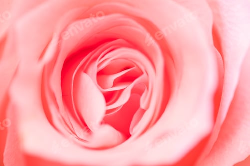 Preview: Pink rose close up