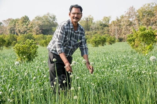 Preview: Indian Farmer in his agriculture field.