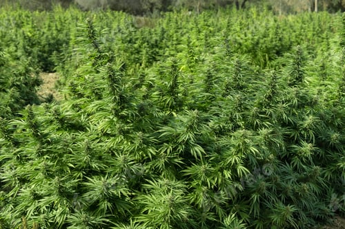 Preview: Blooming ripe Marijuana with Buds and green Leaves. Organic Cannabis Sativa Female Plants with CBD