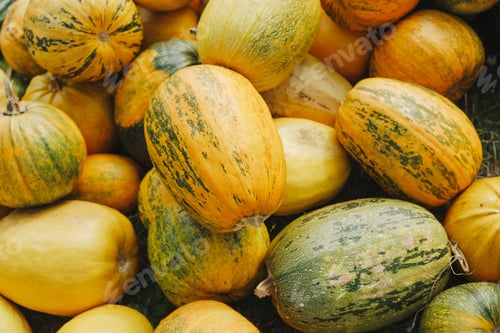 Preview: Harvest of ripe pumpkins and squashes with yellow and green stripes