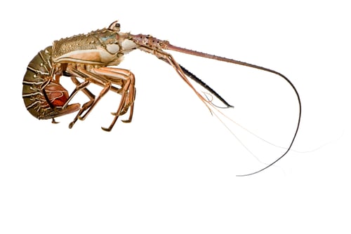 Preview: Spiny lobster - Palinuridae