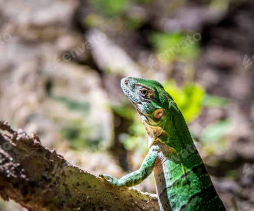 Preview: Green Lizard - Tulum, Mexico