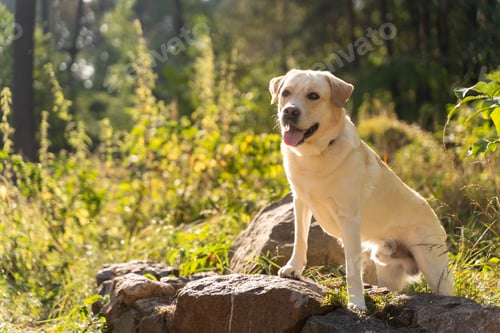 Preview: Labrador retriever posing on rocks in a forest