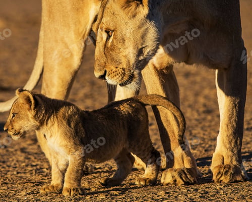 Preview: A Beautiful wildlife in the World