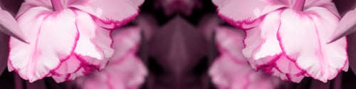 Preview: Banner 4x1 for website, social networks. Mirror image of an unusual tulip