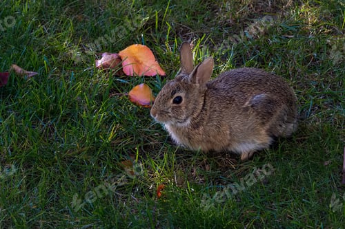 Preview: Closeup of a wild rabbit sitting on the green lawn