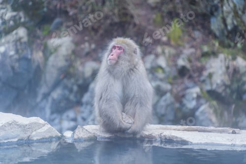 Preview: A Japanese snow monkey or Macaque with onsen in Monkey Park, Nagano , Japan. Wildlife animal.