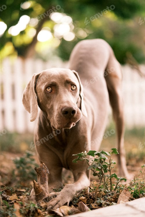 Preview: Weimaraner dog playing with a piece of wood.