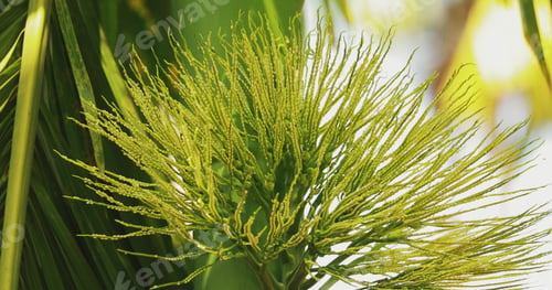 Preview: Goa, India. Young Green Shoots Of Areca Catechu Palm
