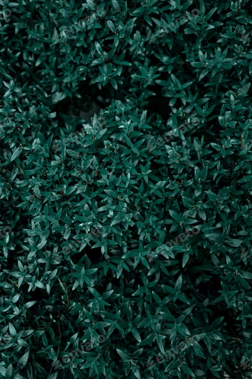 Preview: Background texture of natural leaves in dark green.