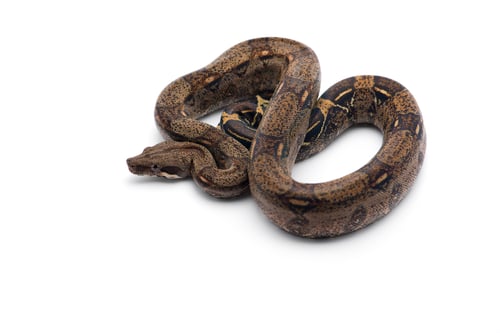Preview: Red Tail Boa isolated on white background