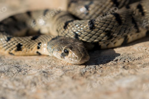 Preview: Algerian Whip Snake (Hemorrhois algirus) found in Malta, locally called Serp Ahdar
