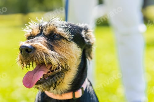 Preview: latin american man walking with his cute dog at sunny day in city park lawn on the grass