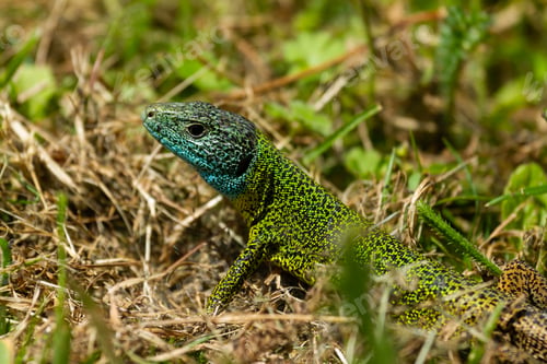 Preview: Shallow closeup of Iberian emerald lizard (Lacerta schreiberi) on the grass