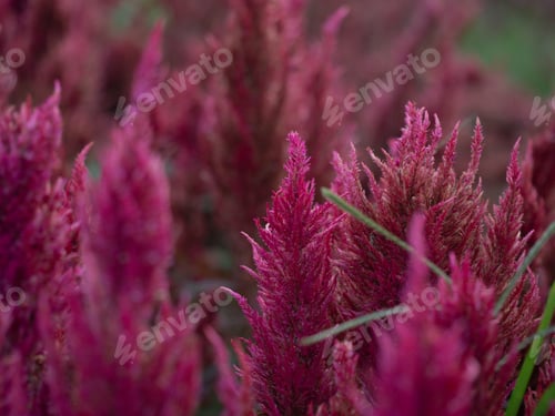 Preview: blur background wallpaper red pink color flower plant leaf flora petal bouquet freshness pattern rom