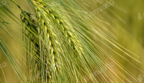 Preview: Wheat Ears